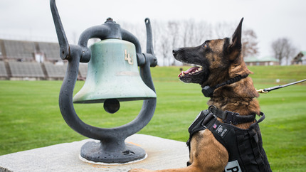 K9 LUcy (Retired) looking at the bell on the Goodman Stadium football field